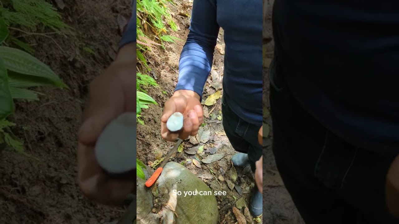 Opening a tagua nut in the rainforests of Ecuador
