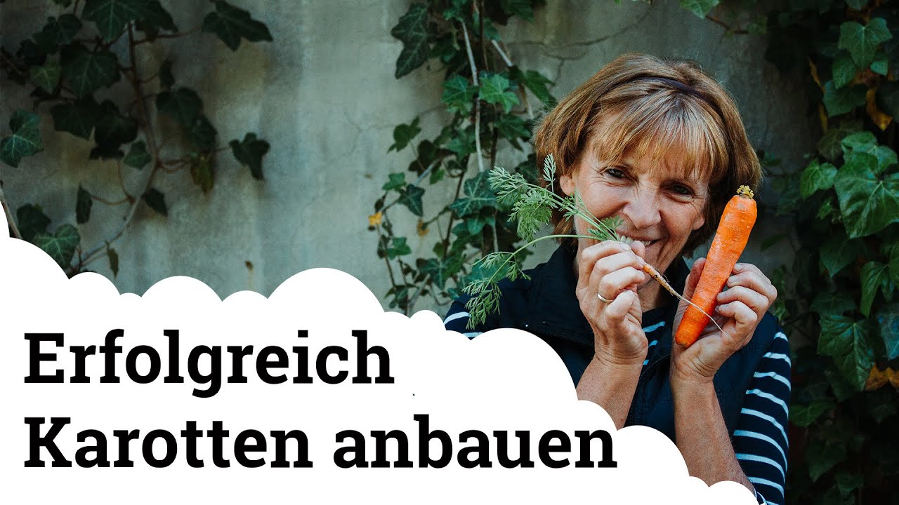 5 Tipps wie man erfolgreich schöne, lange, dicke Karotten/Möhren erntet!