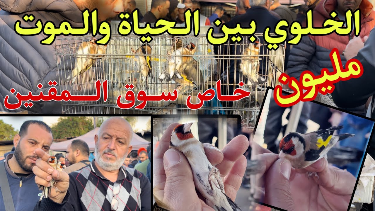 إزدياد الطلب على المقنين الخلوي المغربي في السوق الجزائرية و إرتفاع سعره يبعد الكثيرين عن الهواية