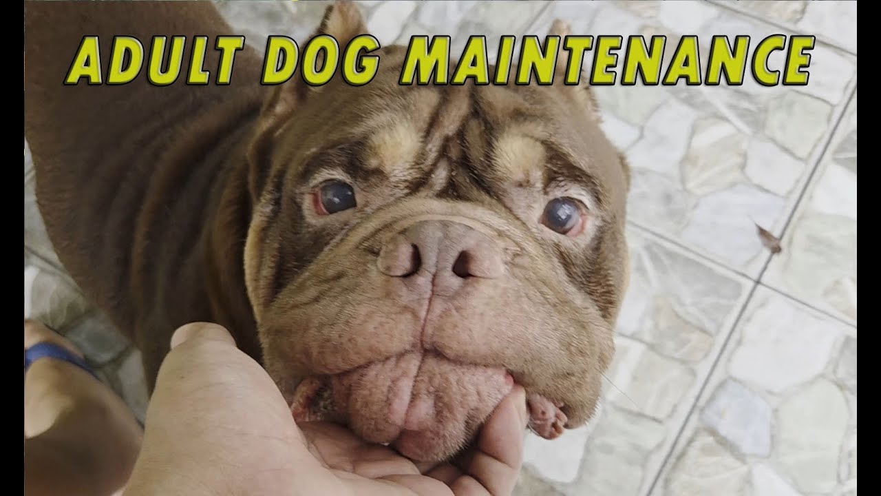 ADULT DOG AMERICAN BULLY MAINTENANCE