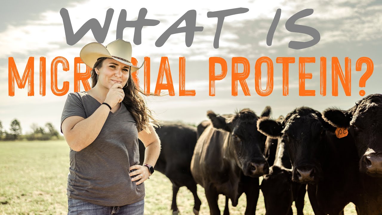 Microbial Protein 101