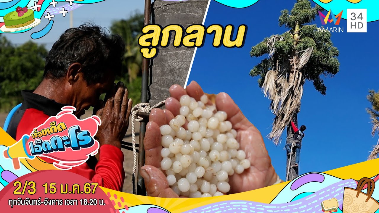 ลูกลาน ผลไม้โบราณต้นสูงใหญ่ | เรื่องเด็ดเอ็ดตะโร | 15 ม.ค.67 (2/3)