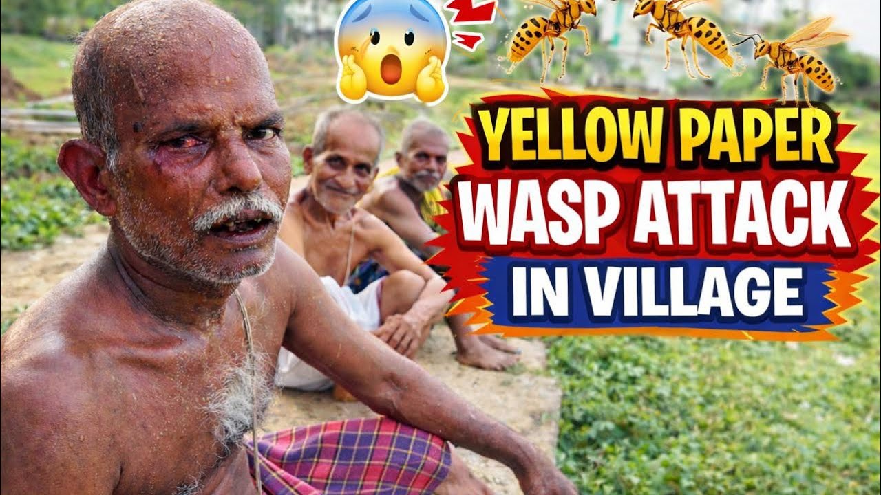 yellow paper wasps Attack || বৃষ্টির দিন এ আমার শশুরমশাই কে কামড়ালো বোলতা 🐝