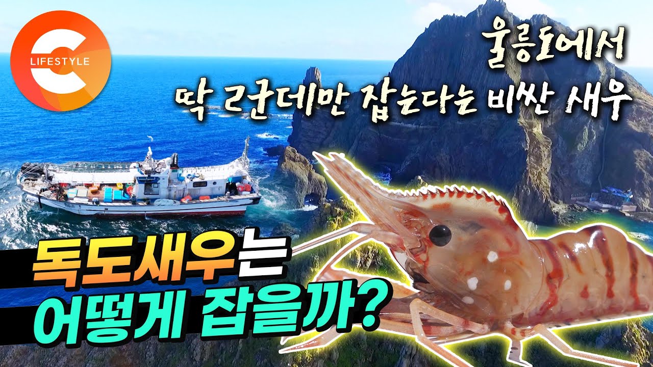 이 새우는 울릉도에서 딱 두 군데만 잡습니다🦐 한 마리당 1만 5천원! 몸값 비싼 독도새우 수확 현장🌊 ㅣEBS 극한직업