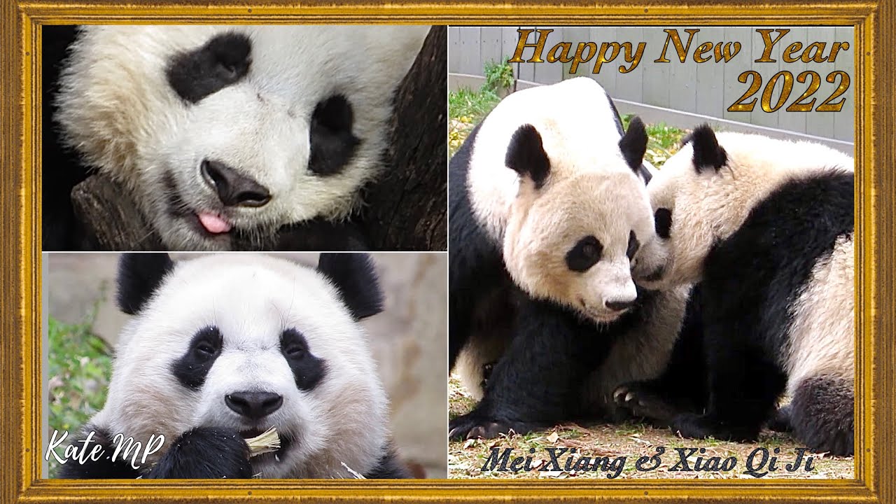 Adorable Xiao Qi Ji & Mei Xiang - Happy New Year!