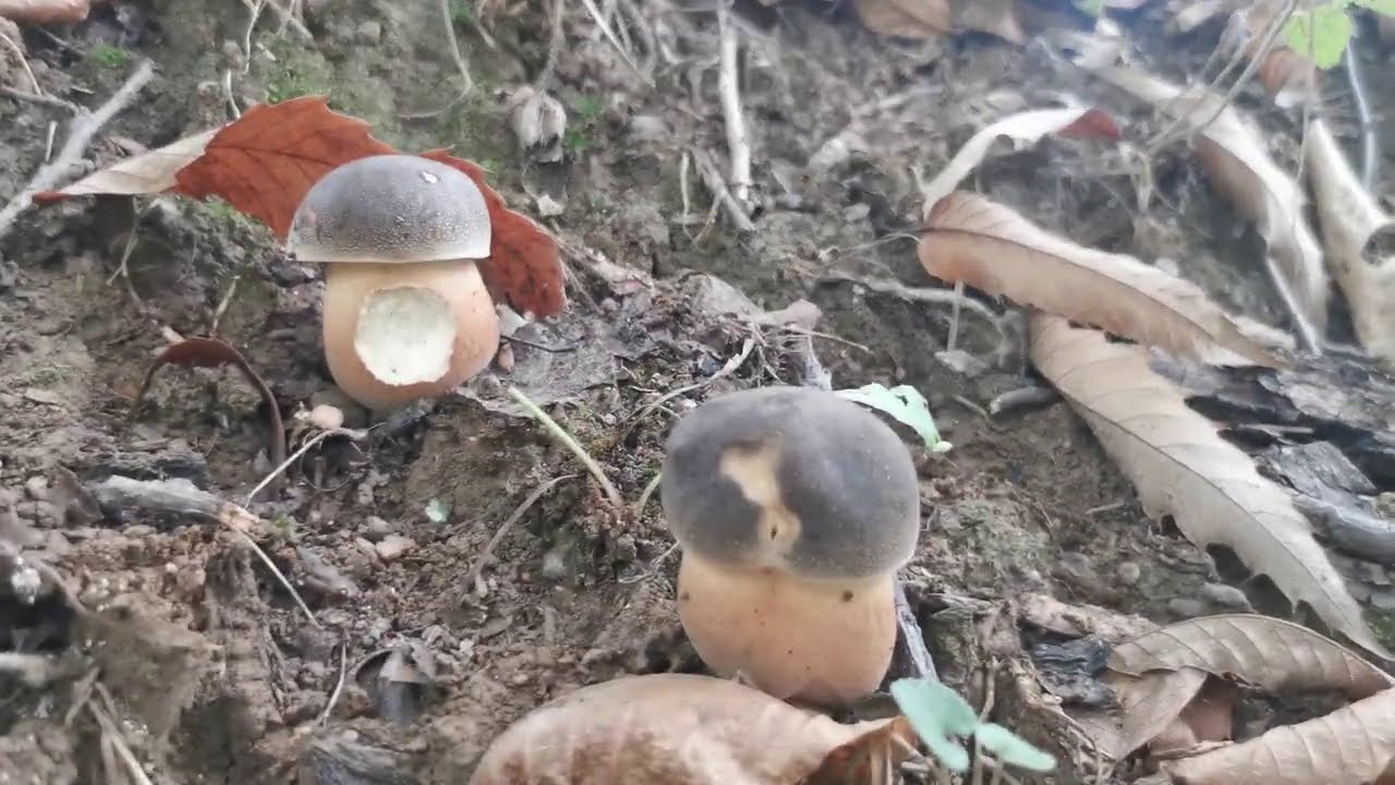 Porcini | Castagneti e sorprese di tarda estate...