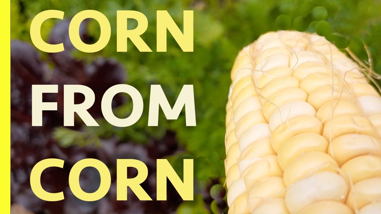 Grow CORN from an old CORN COB | Don't trash it, plant it and you will be amazed what happens next..