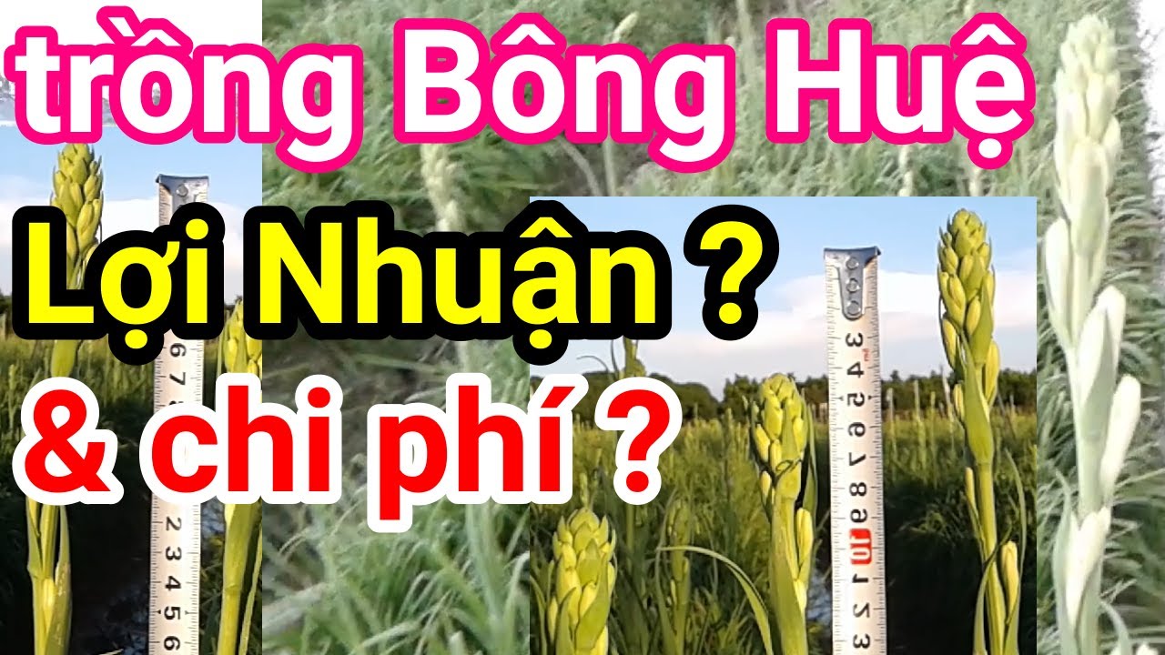A18. Trồng Huệ, lợi nhuận và chi phí trồng hoa Huệ trắng #CuuHoNongNghiep #CHNN