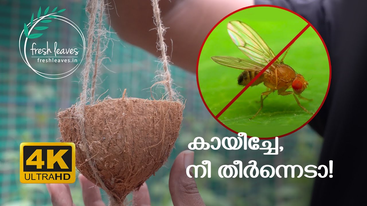 Kaayeecha keni two simple methods for fruit fly trap