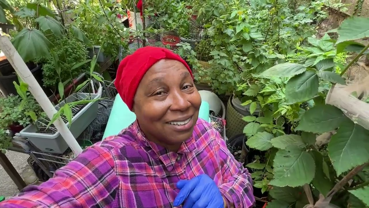 My August Container Vegetable Garden Update. Part 1