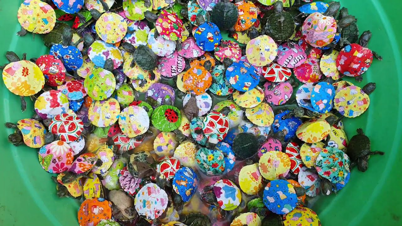 R&ugrave;a b&eacute; x&iacute;u nhiều m&agrave;u sắc #turtles