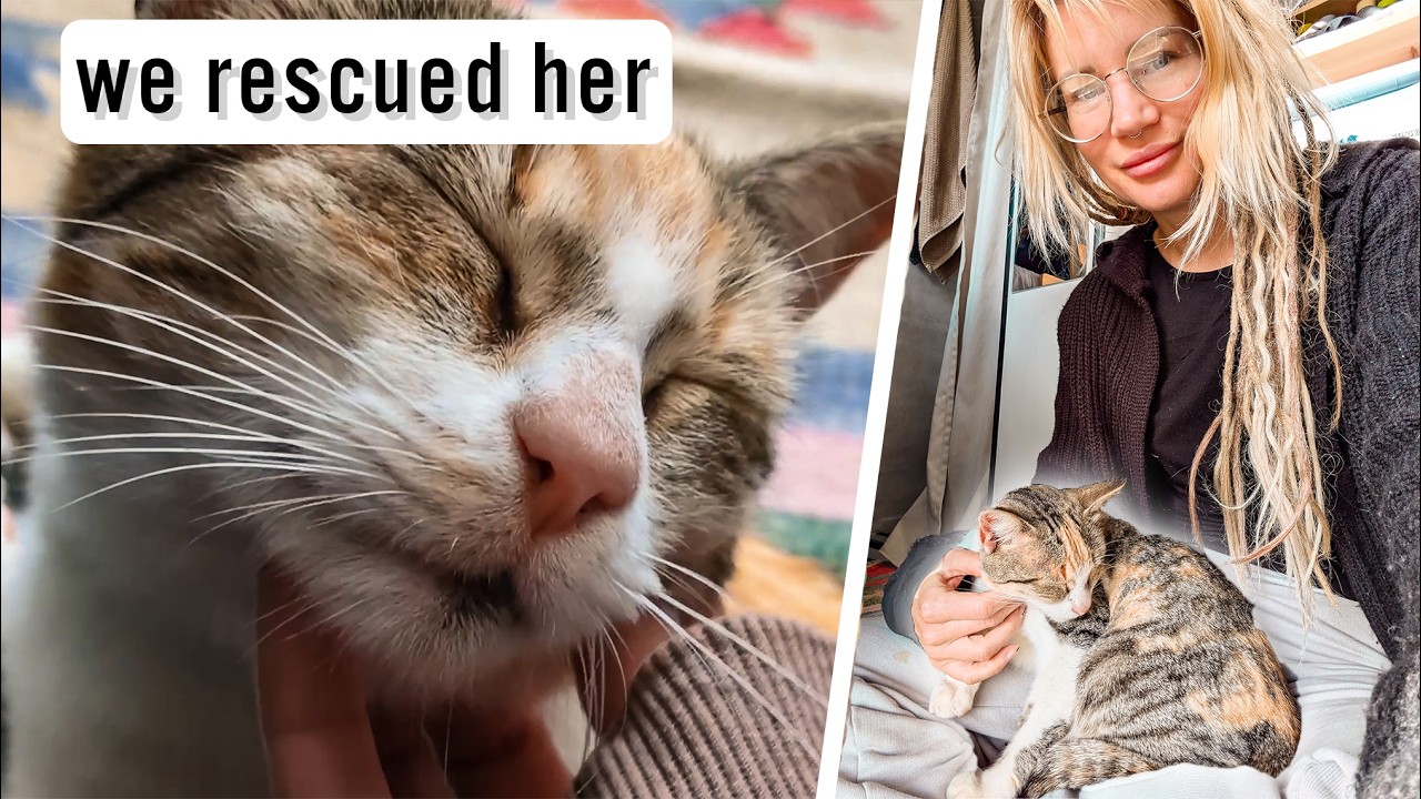 This Cat Was Abandoned at a Campsite&hellip; | Vanlife Stories