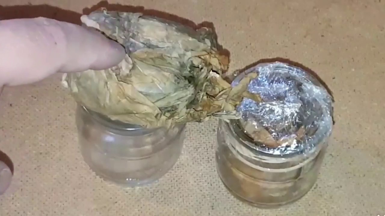 Tobacco mold