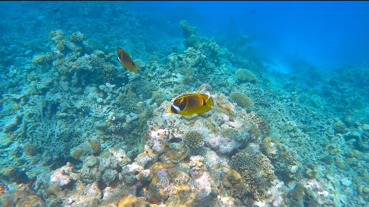Embudu Hausriff /Embudu House reef 2024/25 in 4k