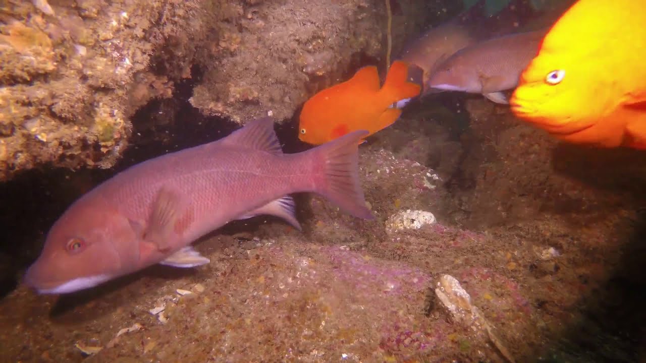 Dive America Ep 4 Hudson's bluff sea cave Rancho Palos Verdes,