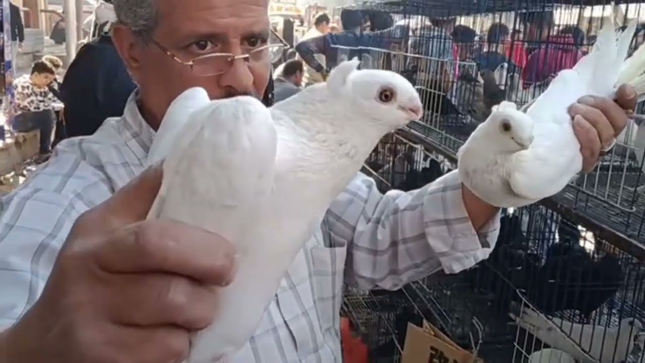 سوق الجمعه بالسيده عائشه باسعار الحمام غزار وزينه.....مع عم هاني