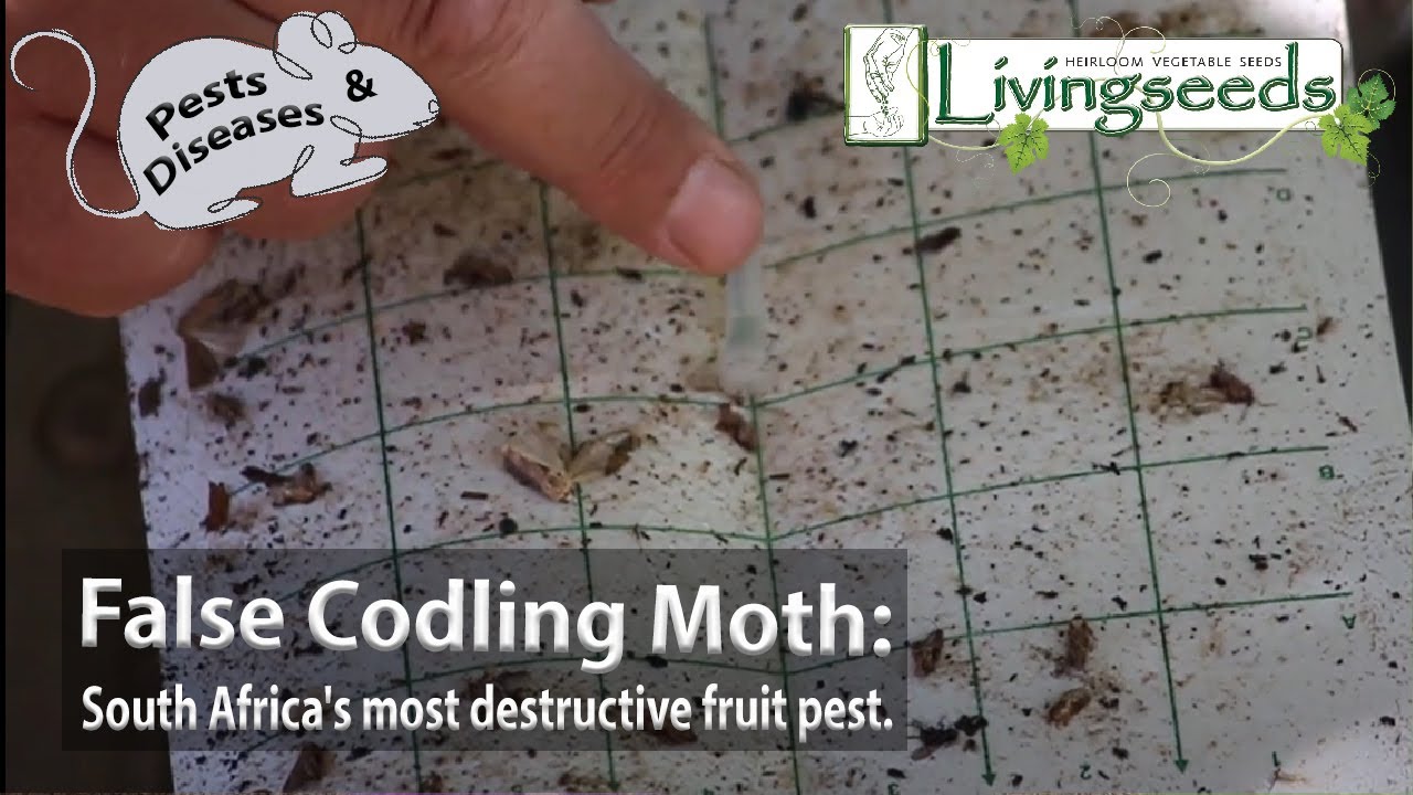 False Codling Moth: South Africa's most destructive fruit pest.
