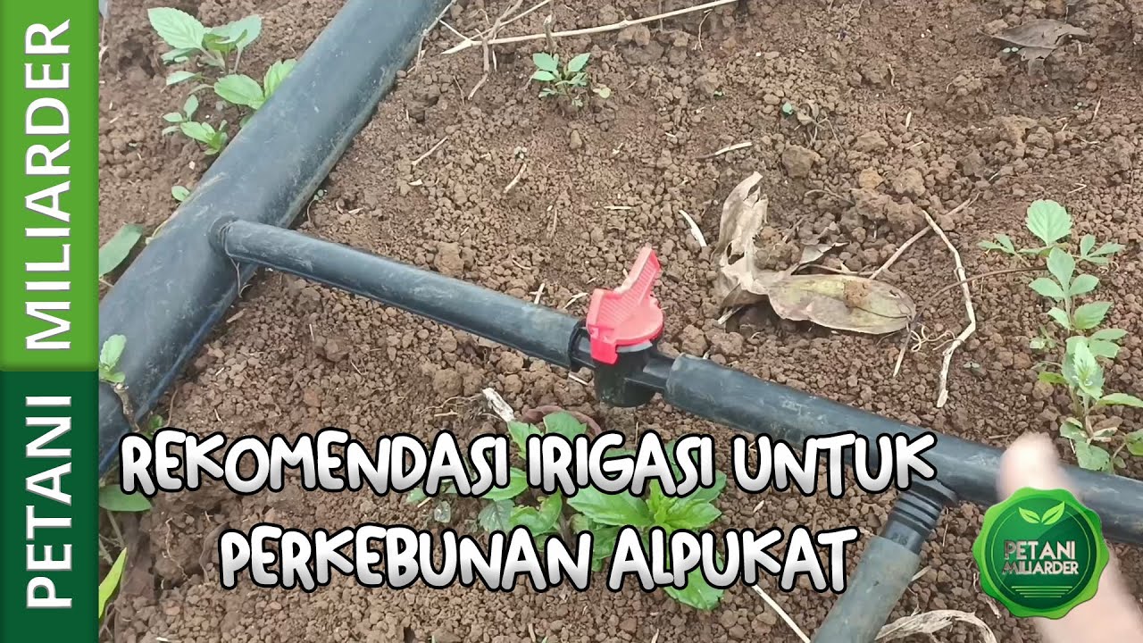 TONTON INI!!  REKOMENDASI IRIGASI PERKEBUNAN ALPUKAT !!!