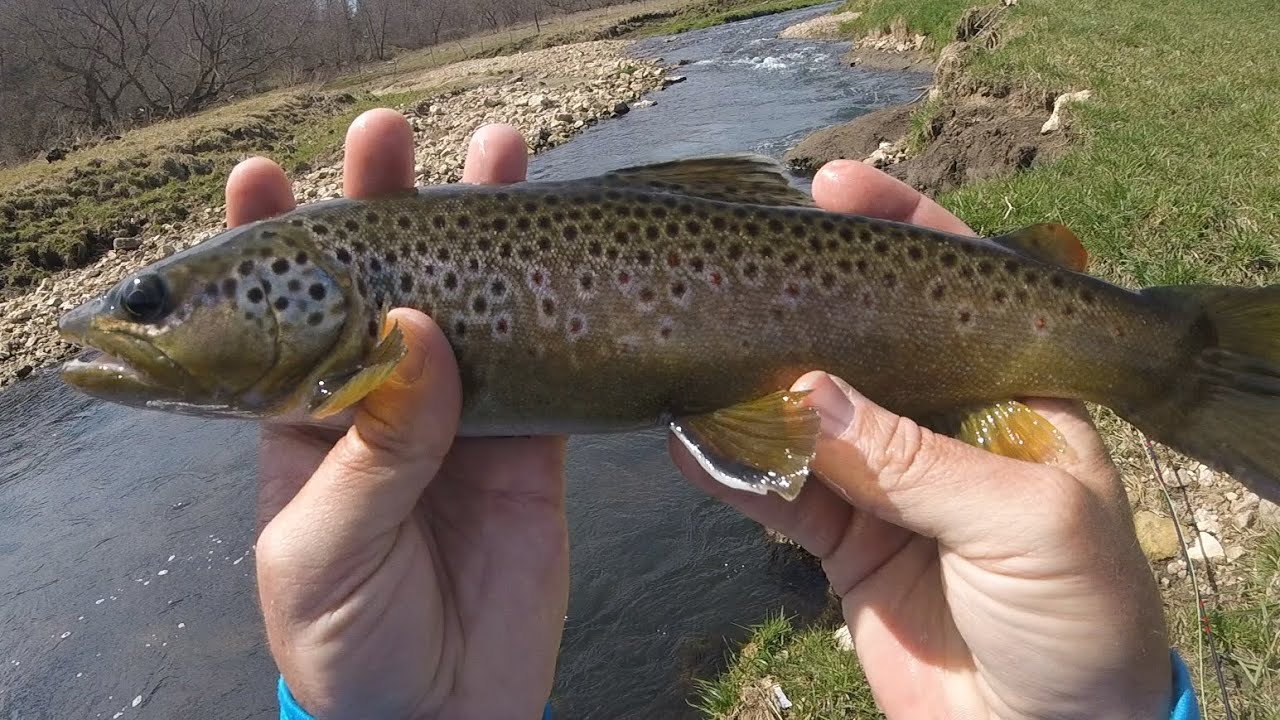 Mixing Business With Pleasure, Waterloo Creek Iowa Fly Fishing