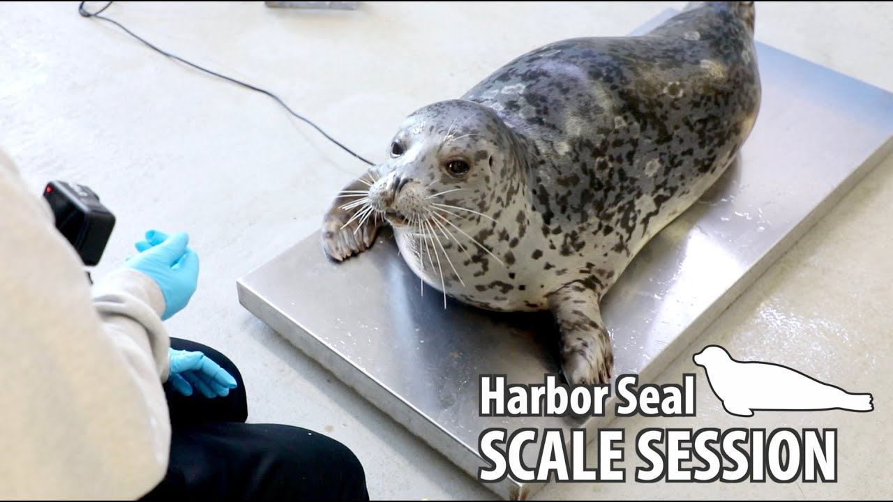 Time for a Scale Session with Alaska SeaLife Center Harbor Seal Tuq!