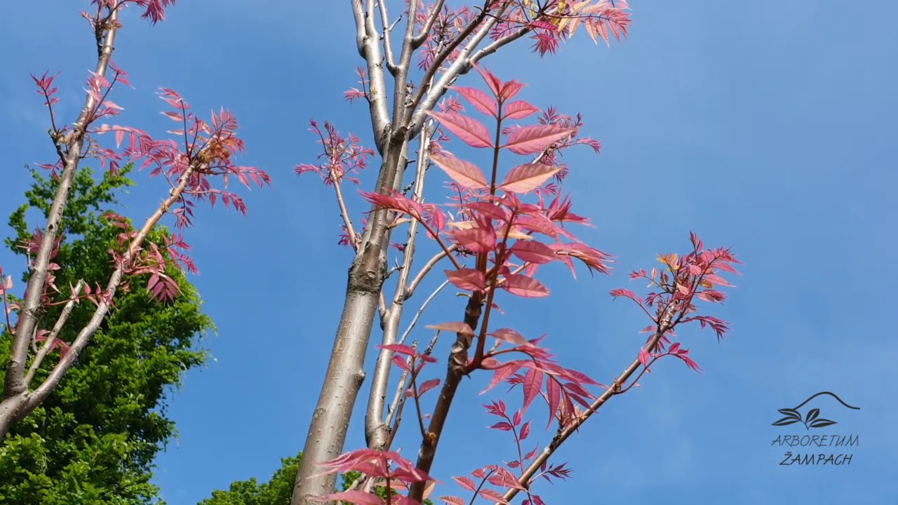 Cedrela sinensis 'Flamingo' česnekovn&iacute;k č&iacute;nsk&yacute;