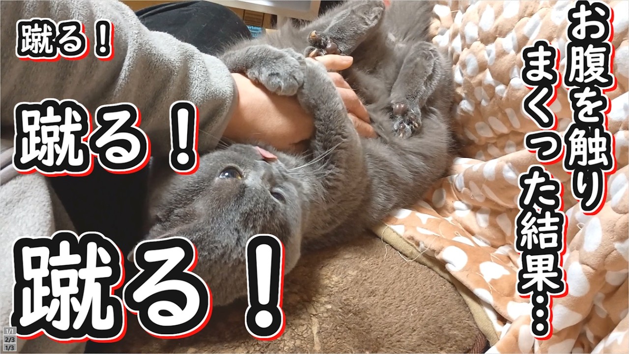 【ブリティッシュショートヘア】猫のお腹を触りまくった結果、蹴られまくった【ねこのいる暮らし】
