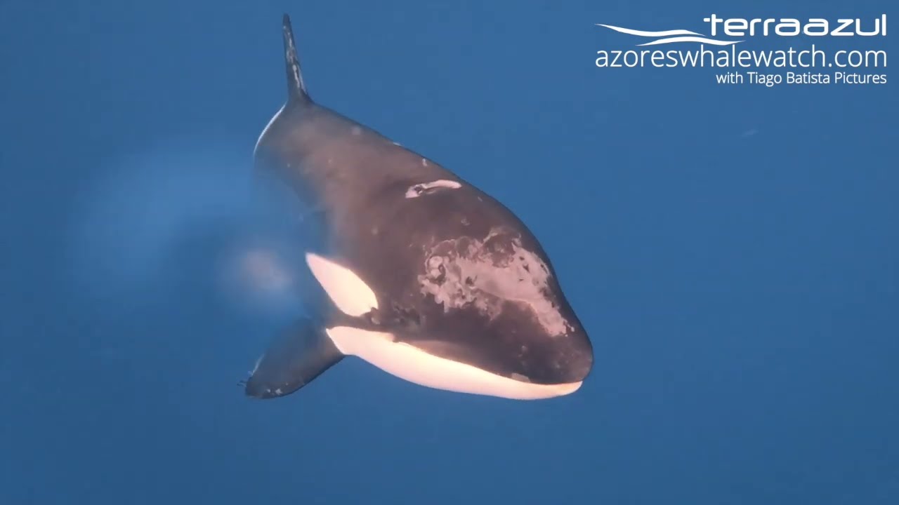Killer Whale (Orca) inspecting the boat in São Miguel, Azores | TERRA AZUL™