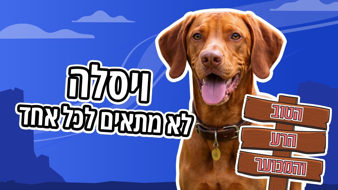 כלב ויסלה | כל מה שצריך לדעת | הטוב, הרע והמכוער