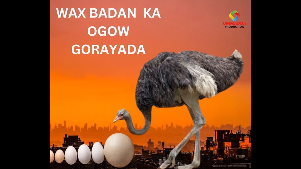 GORAYADU MEEQA CALOOL AYEY LEEDAHAY