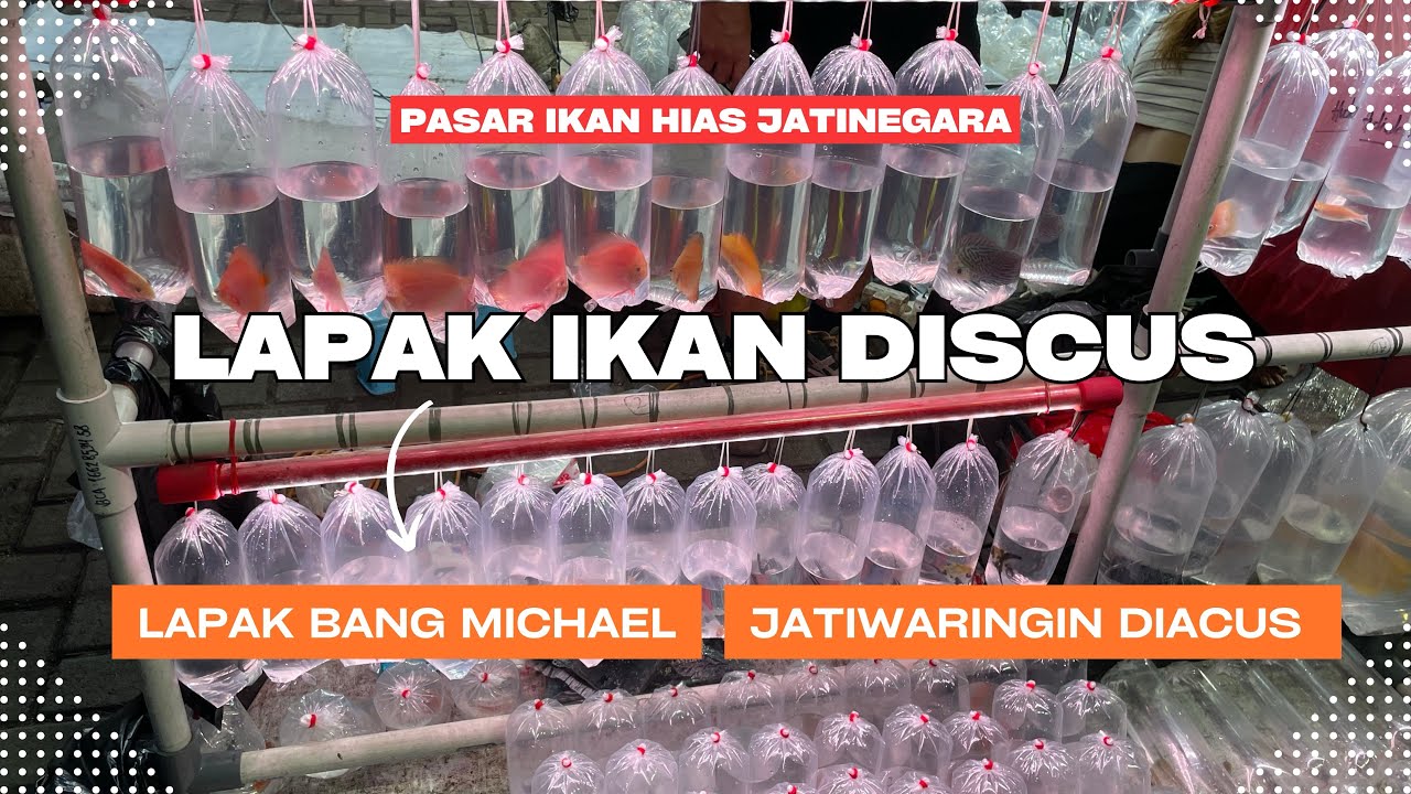 Review Lapak Ikan Discus Jatinegara | Bang Michael & Jatiwaringin Discus Farm 