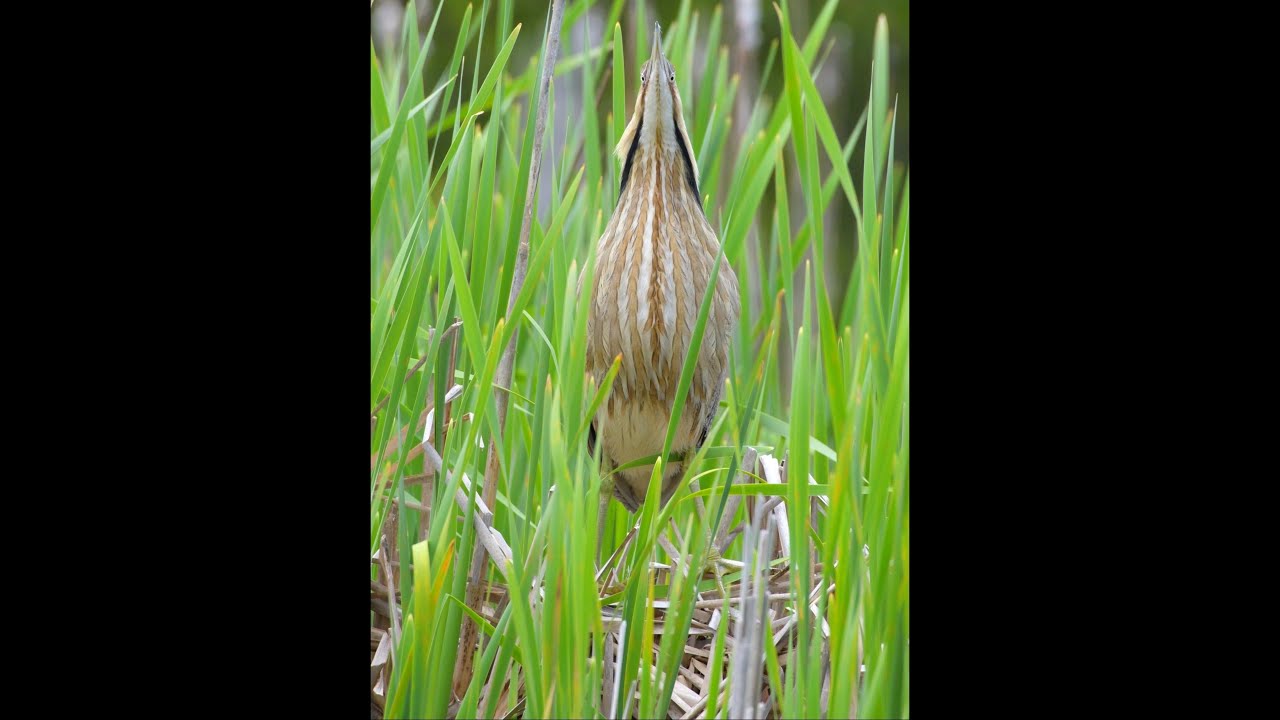 The American Bittern Call