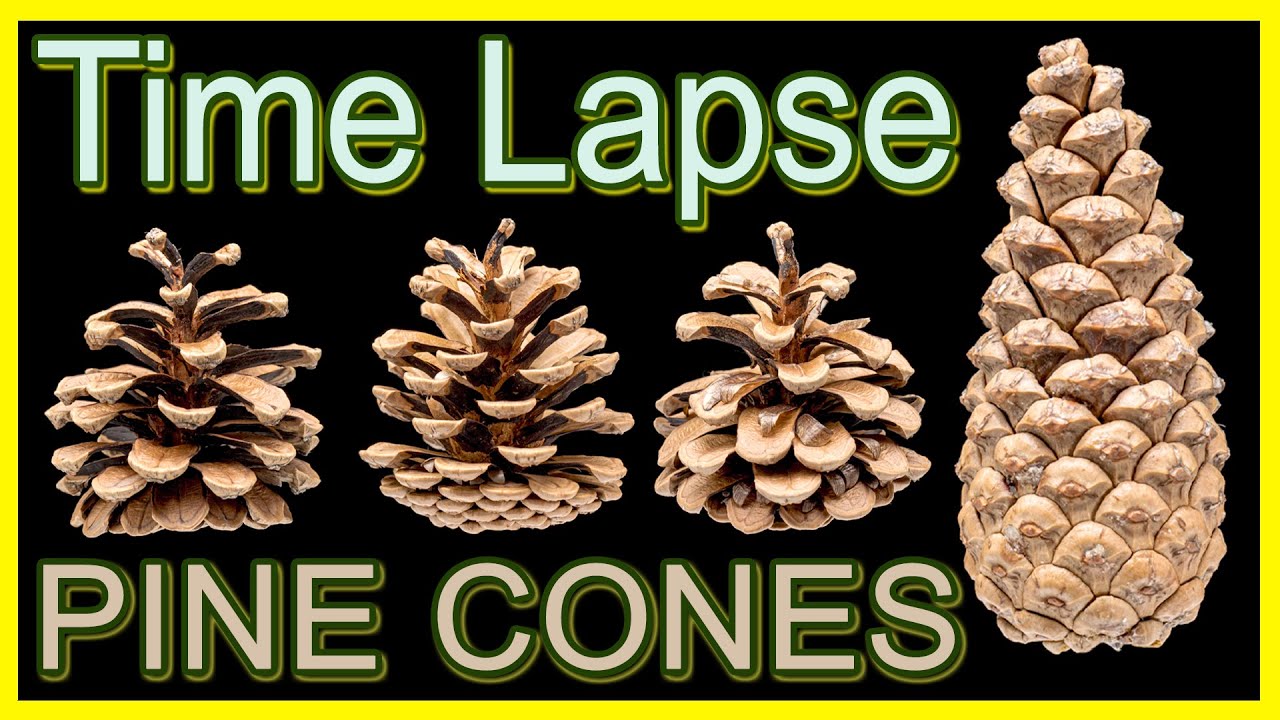 Pine Cones Opening Time Lapse