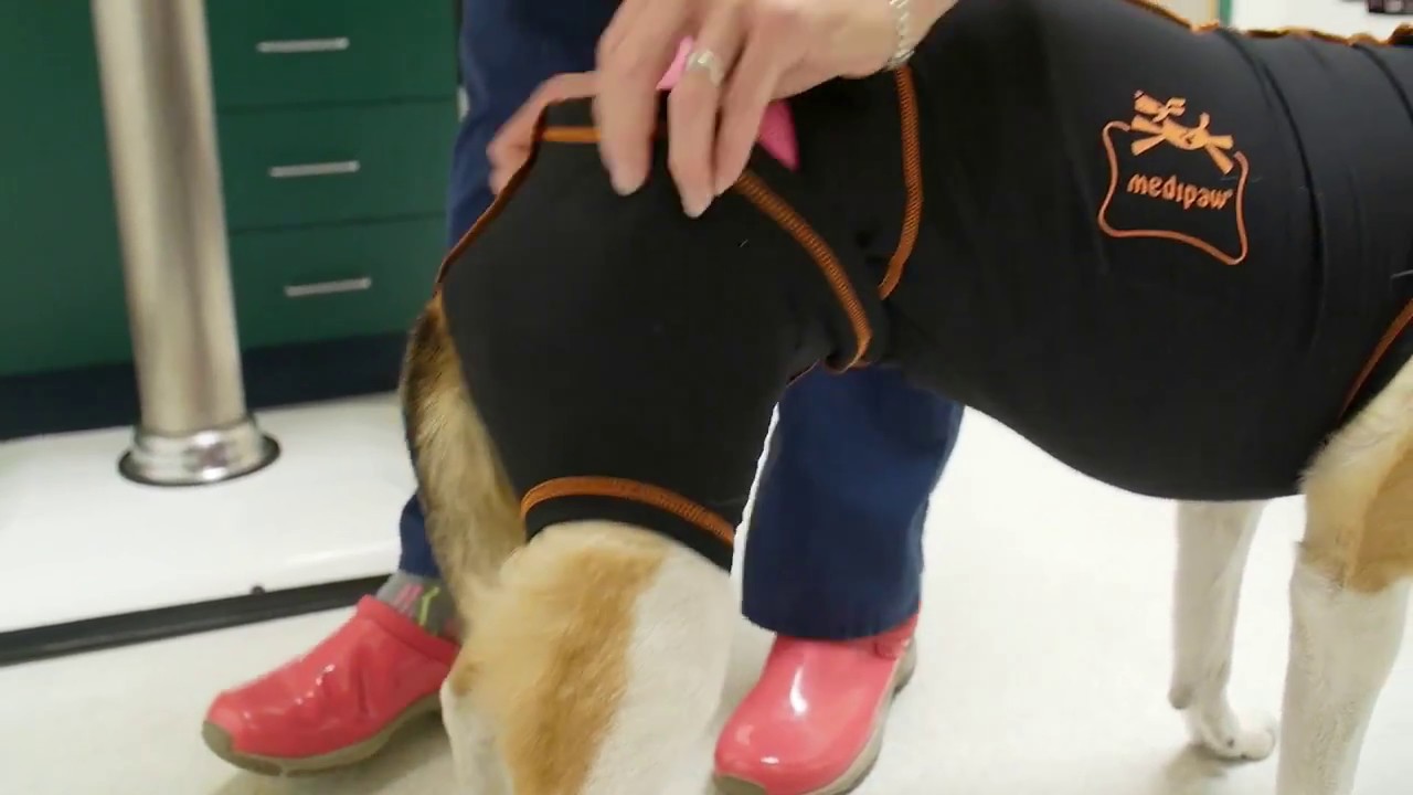Medipaw Protective Pet Suit Overview