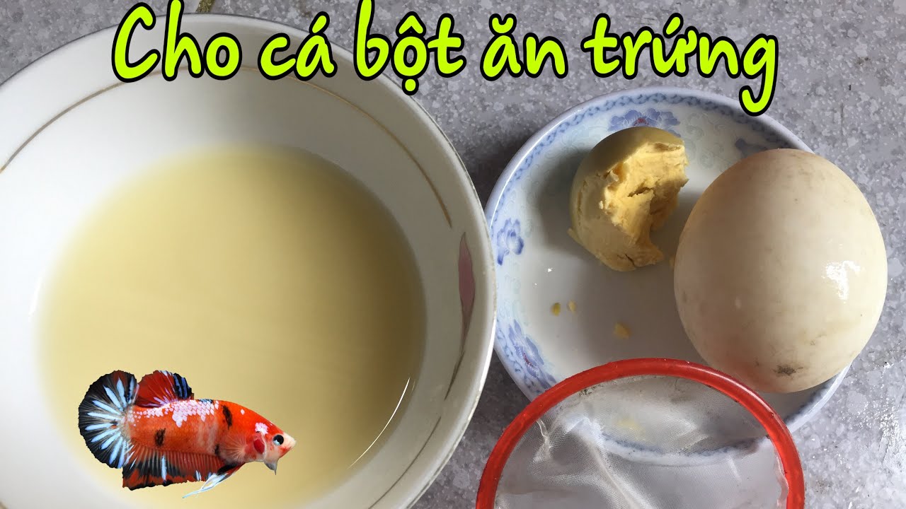 Hướng dẫn cho cá betta bột ăn lòng đỏ trứng. Đơn Giản Hiệu Quả Nhanh Gọn.