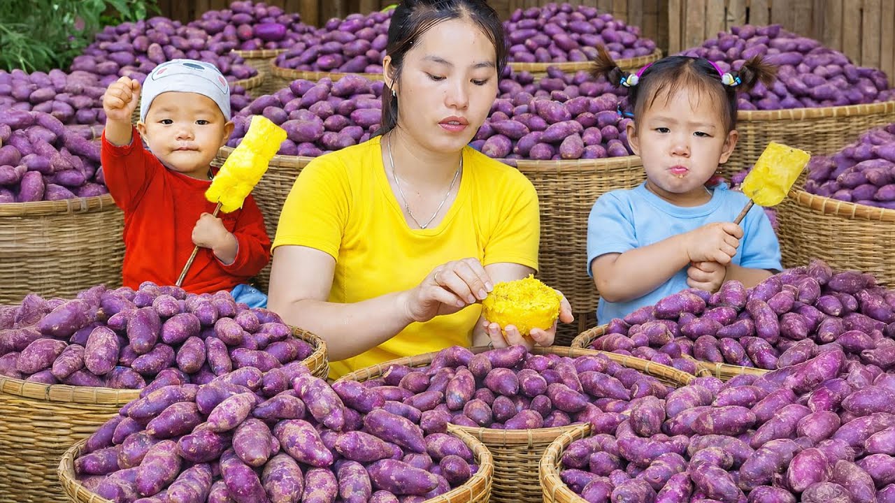Harvesting Purple Sweet Potatoes in the Forest with My Children | A Lucky Day for a Single Mom