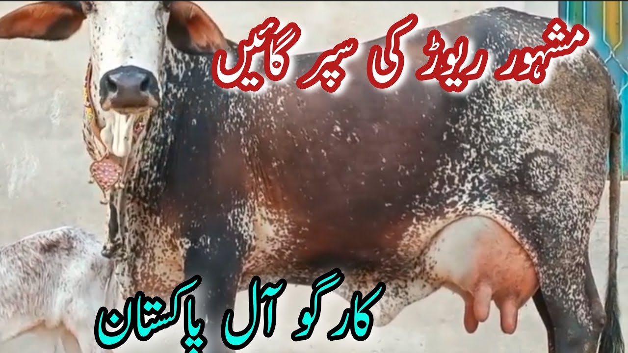 TOP QUALITY PURE CHOLISTANI COWS FOR SALE NEAR MADRASSA MANDI BAHAWALNGER\Dairy Farming In Pakistan