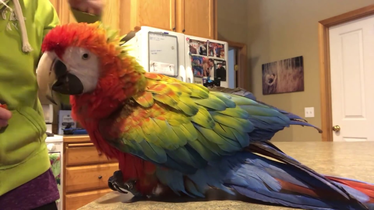 How to Train a Parrot to Let You Pet It | Morgan The Macaw