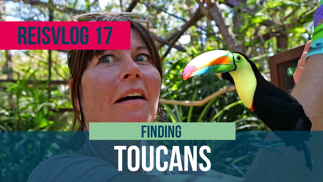 Op zoek naar de TOEKAN. Lukt het ons om hem te vinden? Costa Rica reisvlog 17.