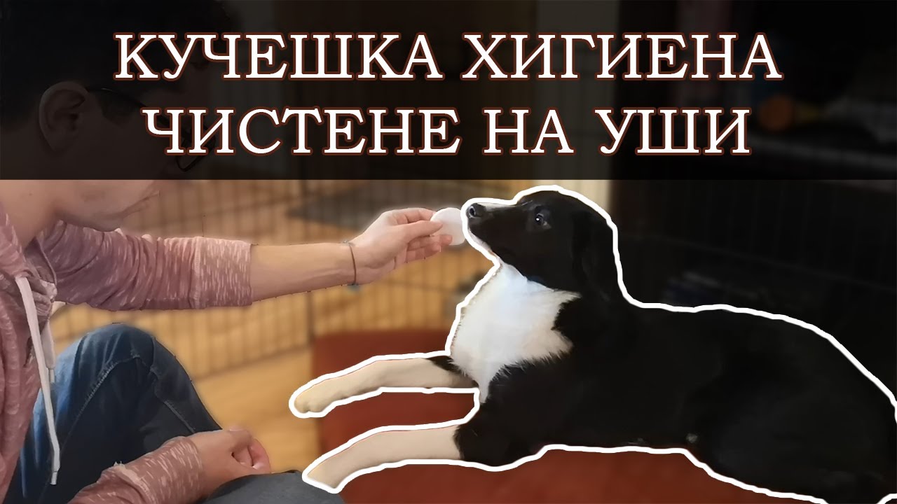 Кучешка хигиена - чистене на уши