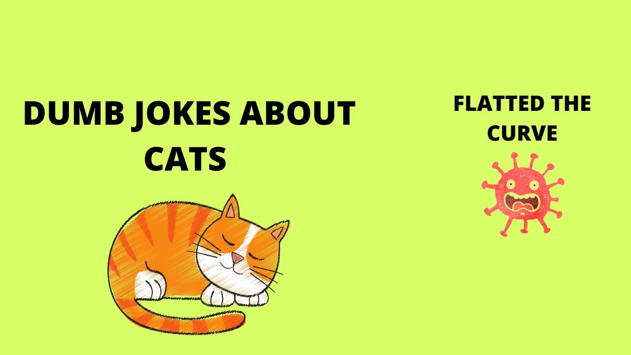 DUMB JOKES ABOUT CATS