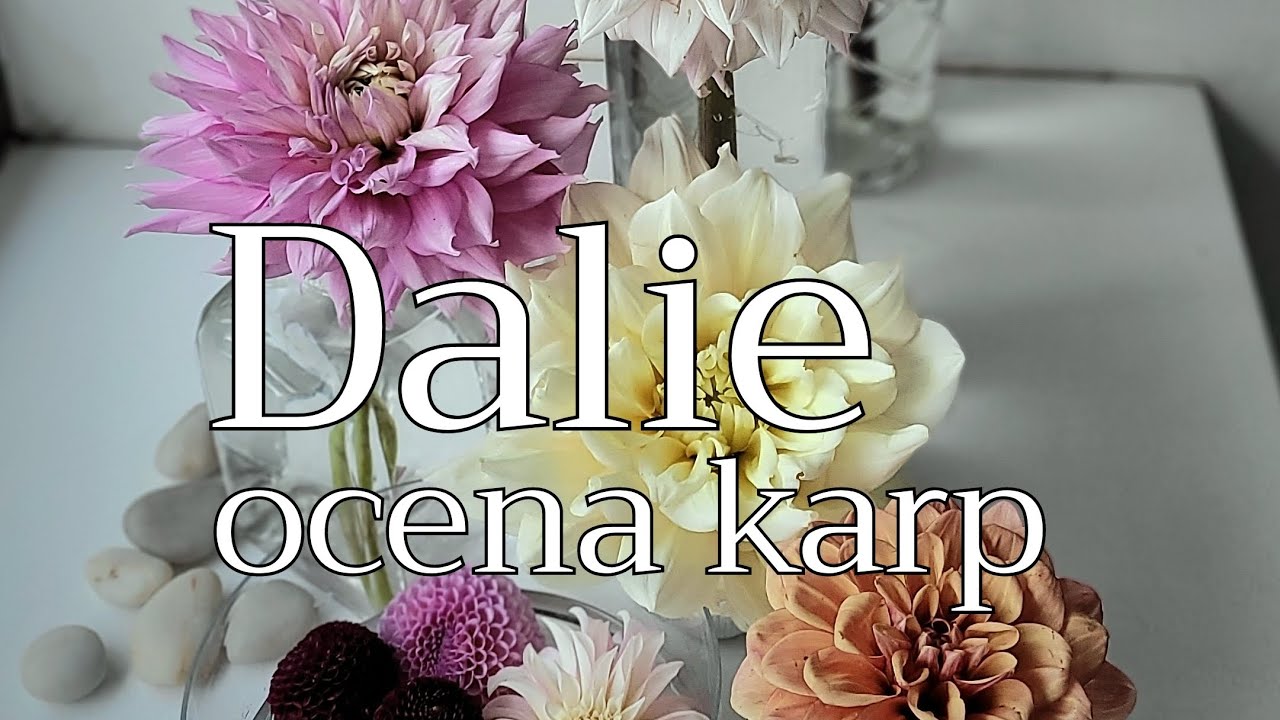 Z jakich karp wyrosną dalie? Przegląd i ocena.