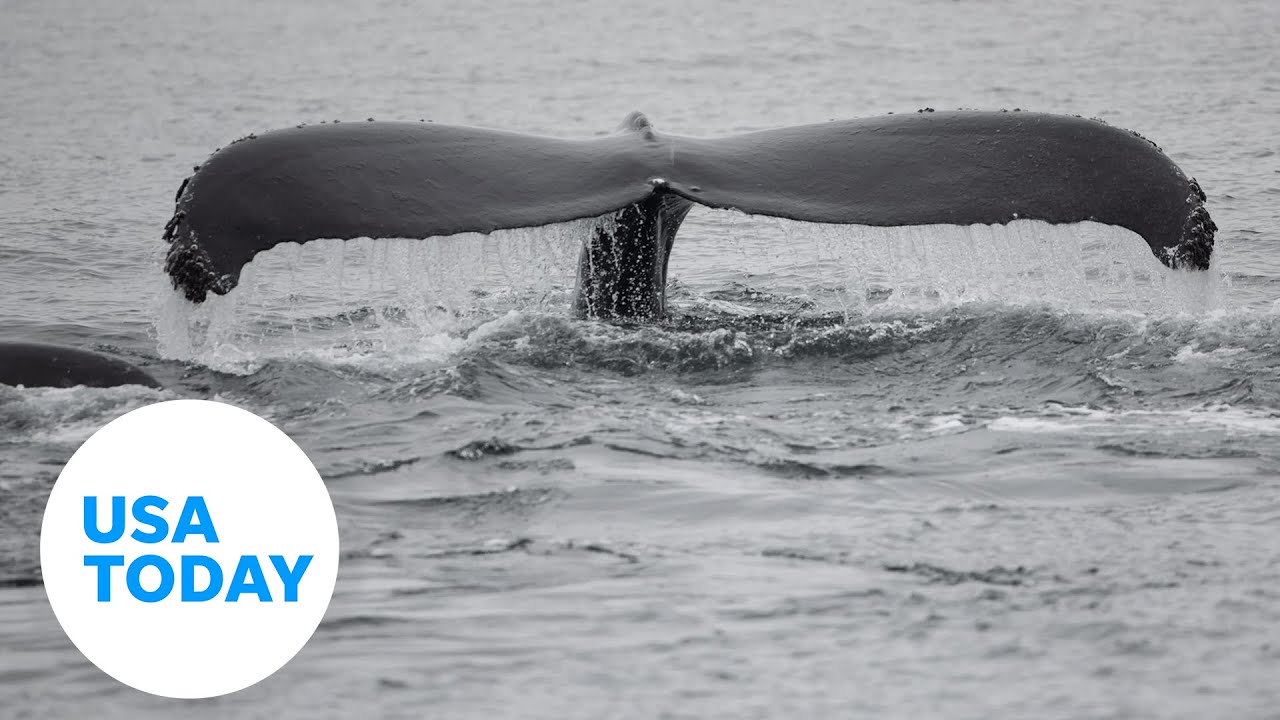 In San Francisco Bay, scientists try to prevent ship, whale collisions | USA TODAY