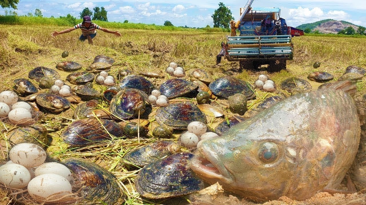 Wow wow Fish In Hole mud at rice field Dig Big Clams When Dry Water Found Fish