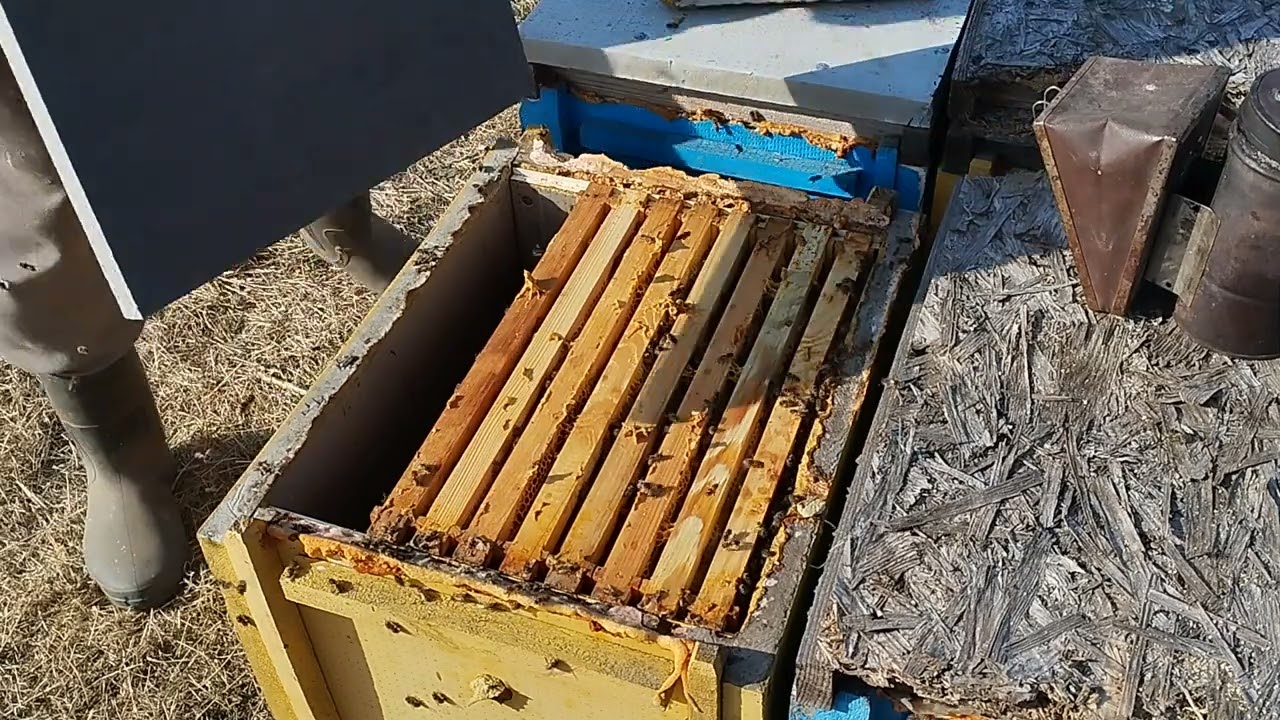 На пасеке первые весенние работы.