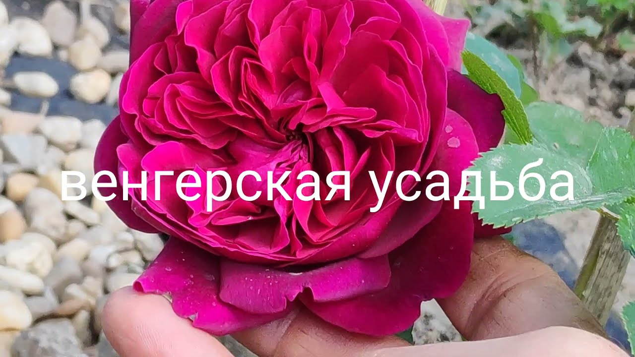 4. Juni 2021, из архива