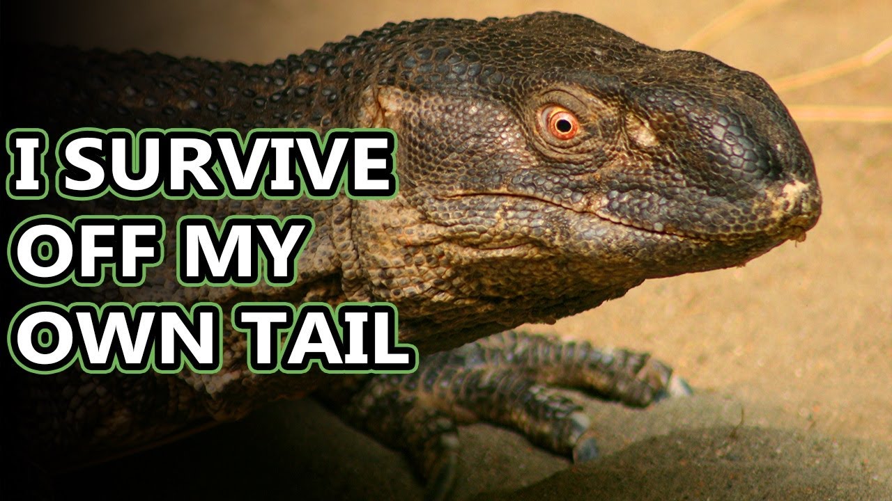 Rock Monitor facts: some of the longest lizards in Africa | Animal Fact Files