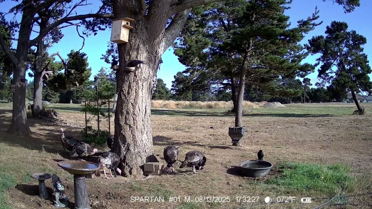 02 14 2026 Out Back Animals