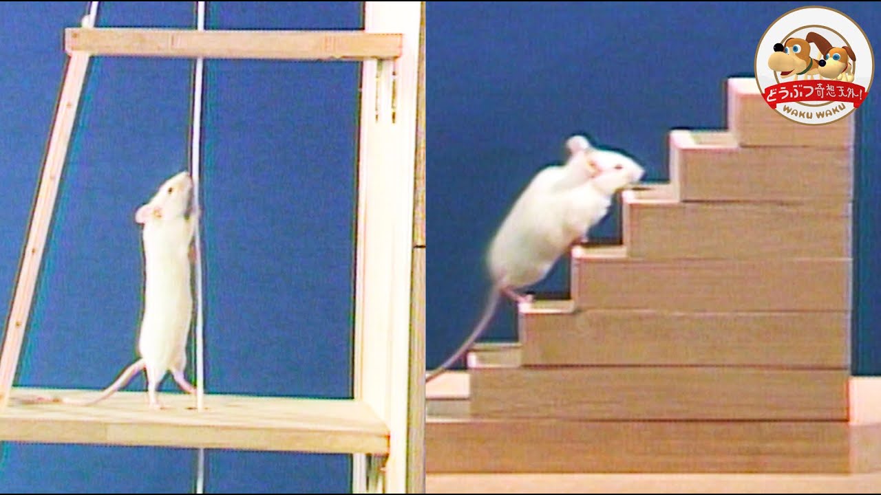 【賢すぎ】ハツカネズミのすごい学習能力がわかる動画！ハシゴやシーソーを乗り越えてエサにたどり着けるのか検証【どうぶつ奇想天外／WAKUWAKU】