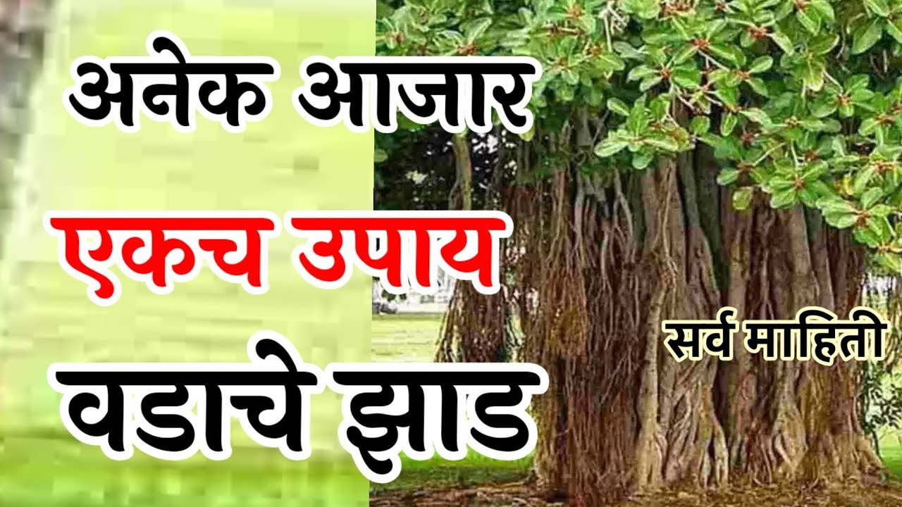 तोंड येणे सफेद जाणे मुलबाळ न होणे केस गळणे लघवीची जळजळ जबरदस्त उपाय । वडाचे झाड फायदे । banayan tree