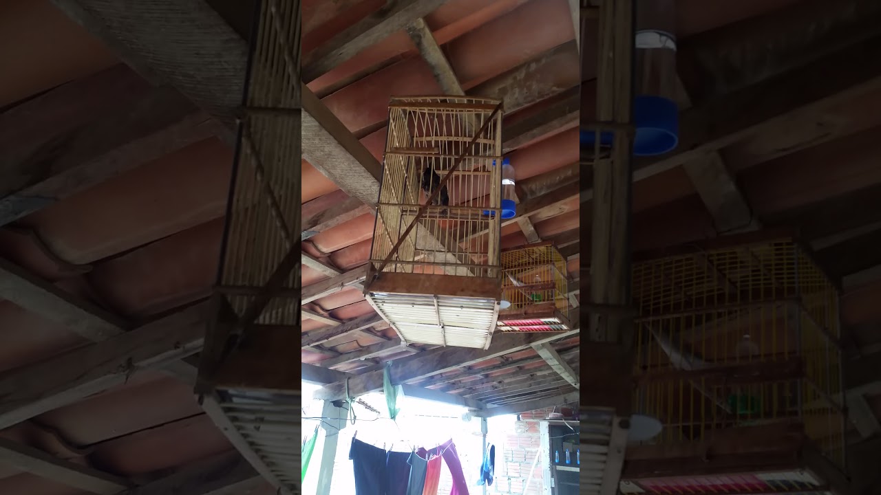 voc&ecirc;s j&aacute; viram um Anumara canta assim igual a esse meu kk